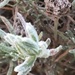 Frost covered Lavender Flower  by cataylor41