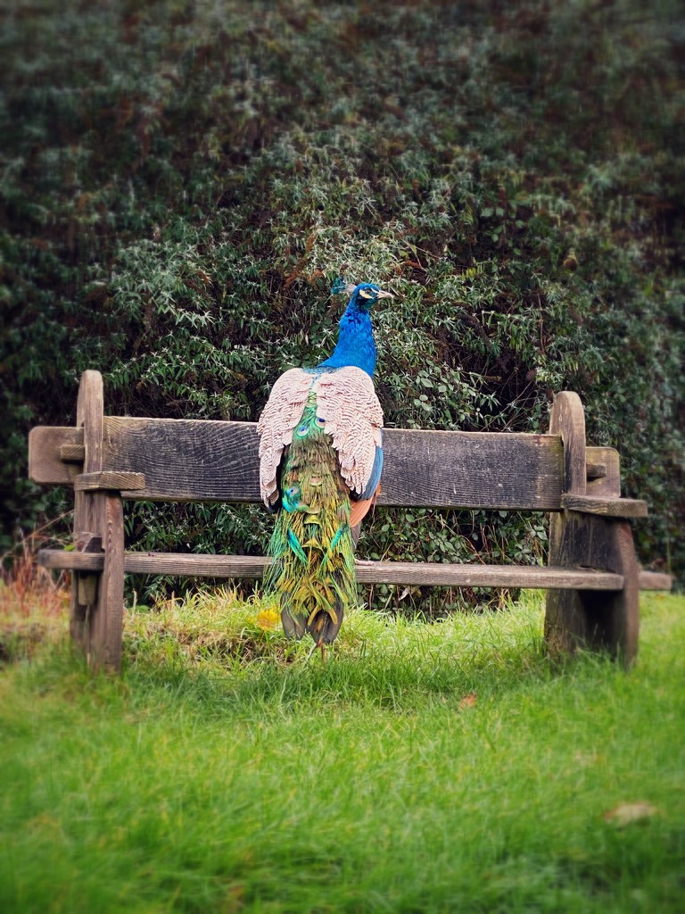 Peacock by tinley23