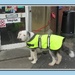 A dog in a florescent coat. by grace55