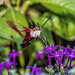 Hummingbird Clearwing Moth by photographycrazy