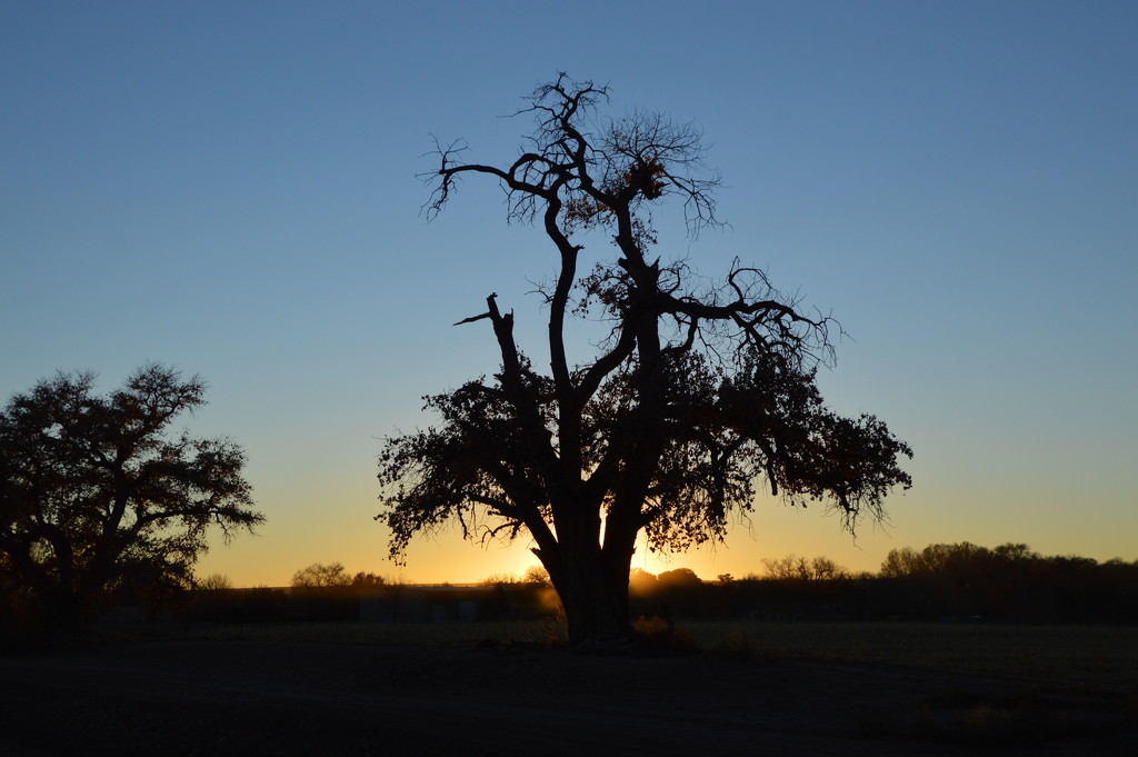 Cottonwood Tree @ Sunset. by bigdad