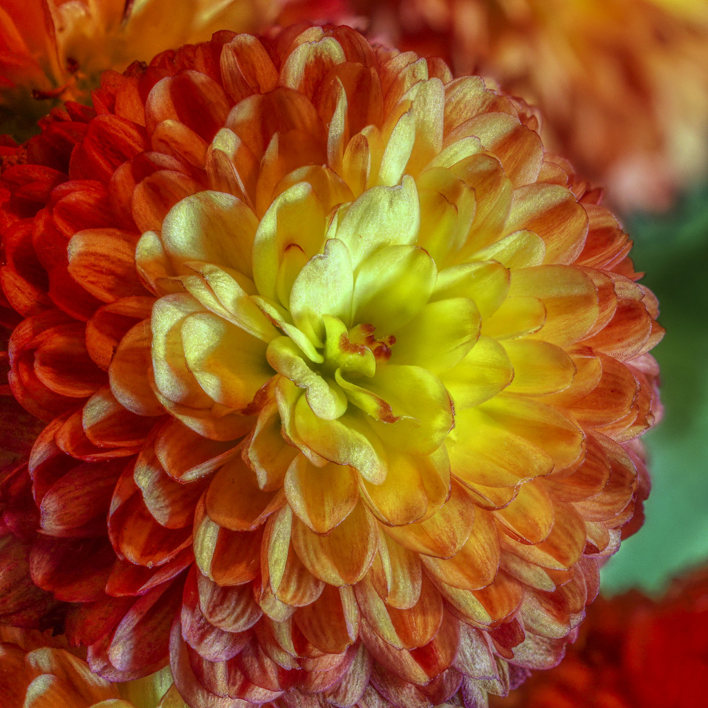 Mums the Word by kvphoto