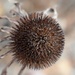 Dried Coneflower by sandlily
