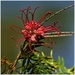 One Tiny Grevillea Flower ~   by happysnaps