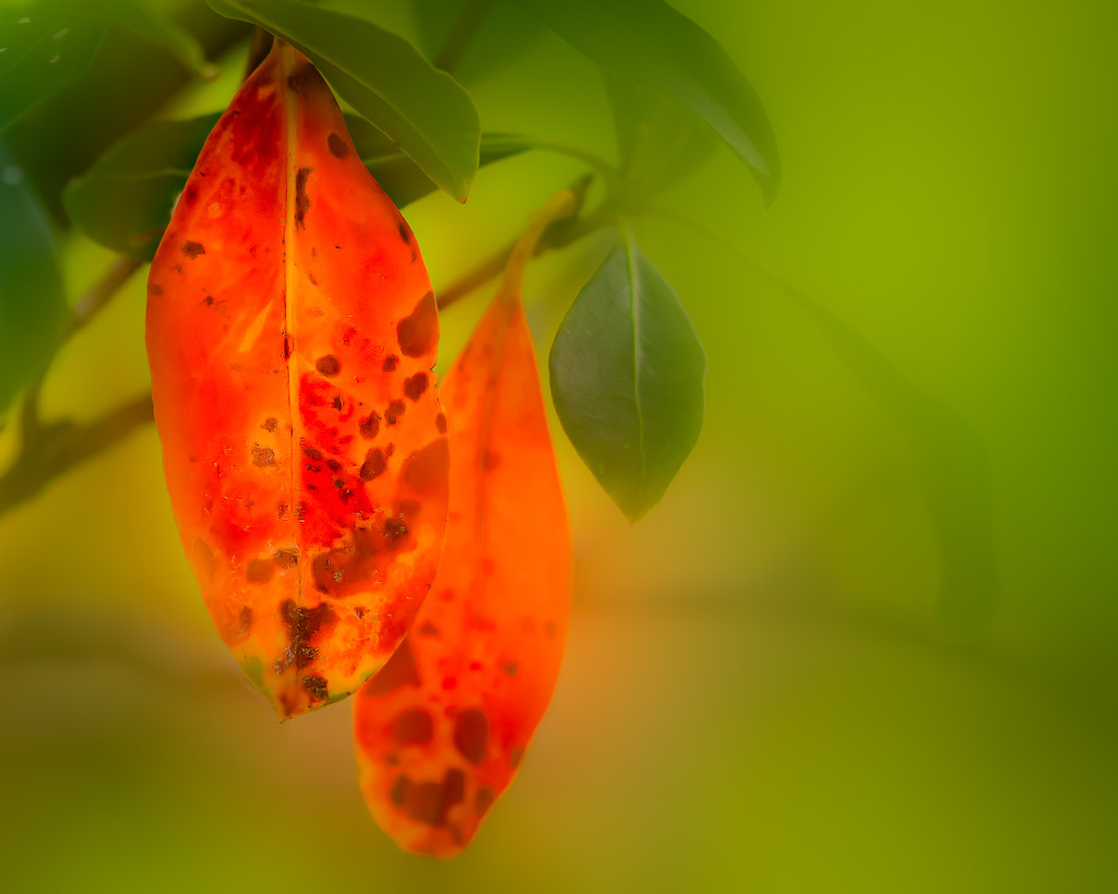 soft glowing leaves by jernst1779