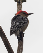 21st Nov 2019 - red-bellied woodpecker 