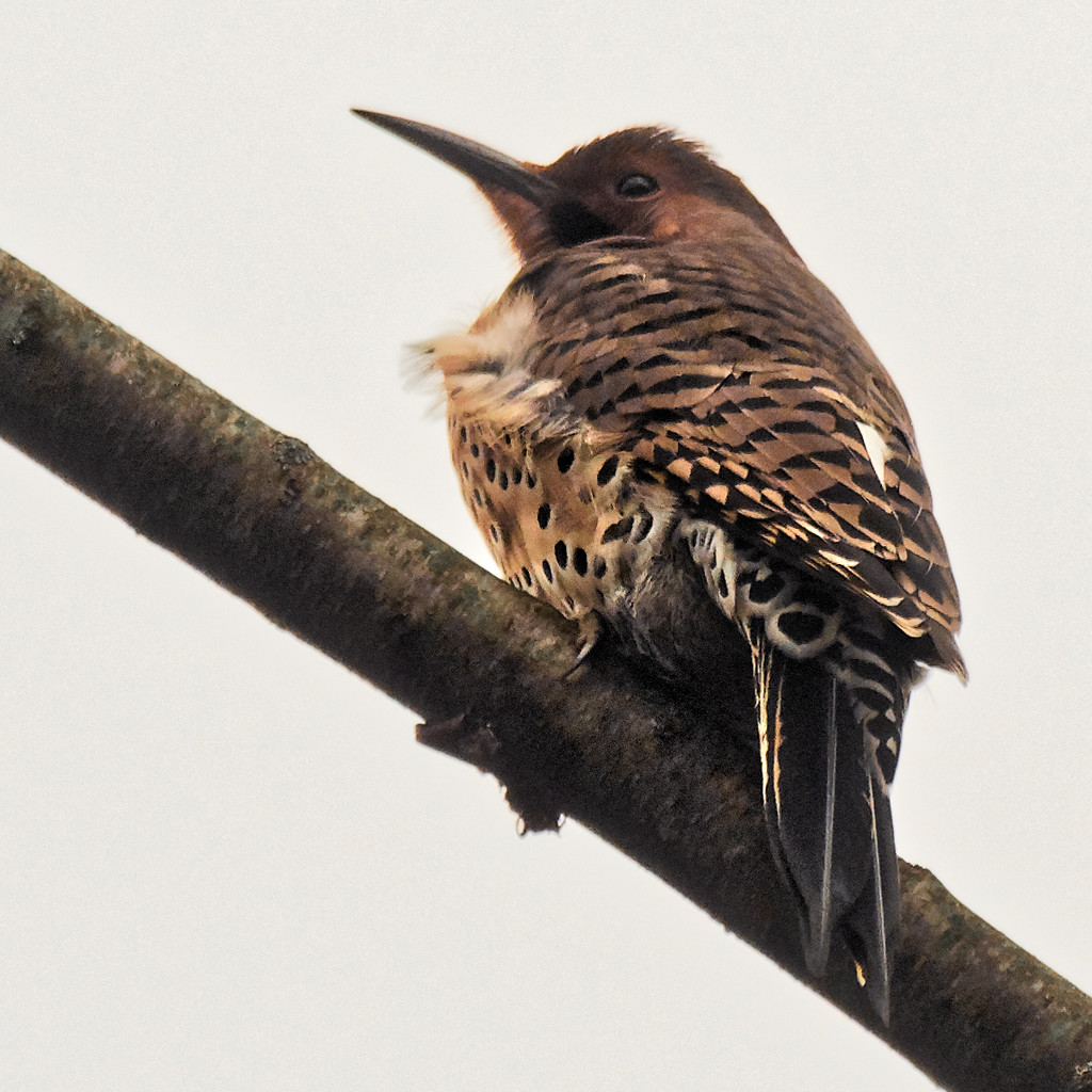 northern flicker  by rminer