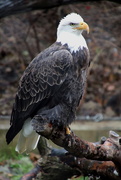 22nd Nov 2019 - Bald Eagle Posing