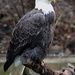 Bald Eagle Posing by randy23