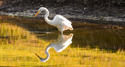 21st Nov 2019 - Egret and It's Shadow!