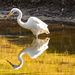 Egret and It's Shadow! by rickster549