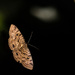 Moth  by sugarmuser