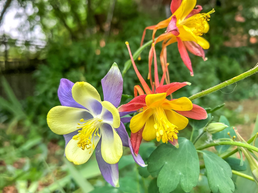 Columbines by pusspup