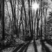 Sunlight through the trees by joansmor