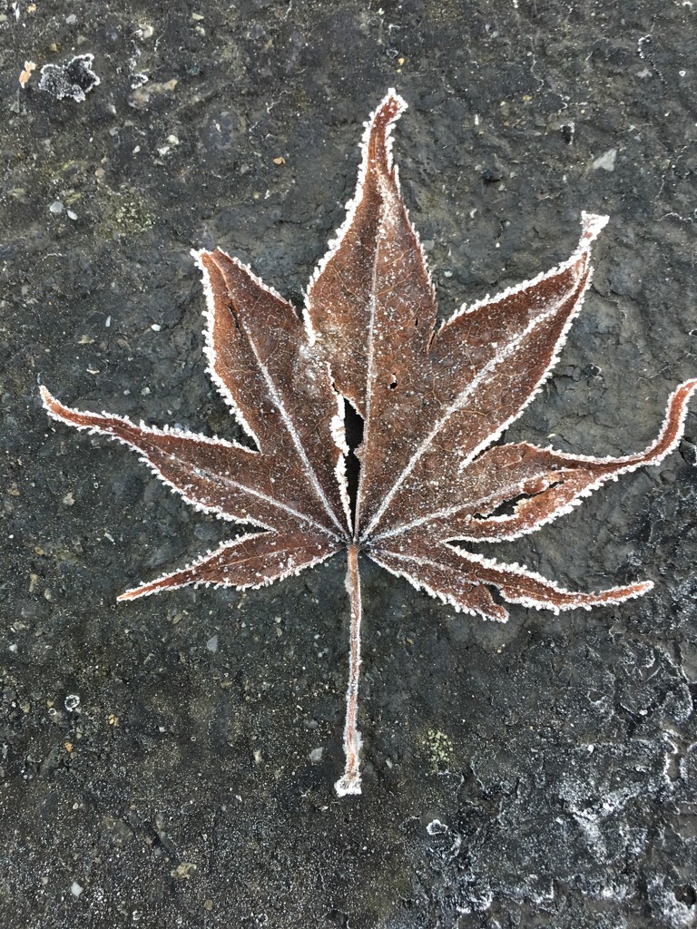 Frosty Leaf by clay88