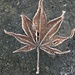 Frosty Leaf by clay88