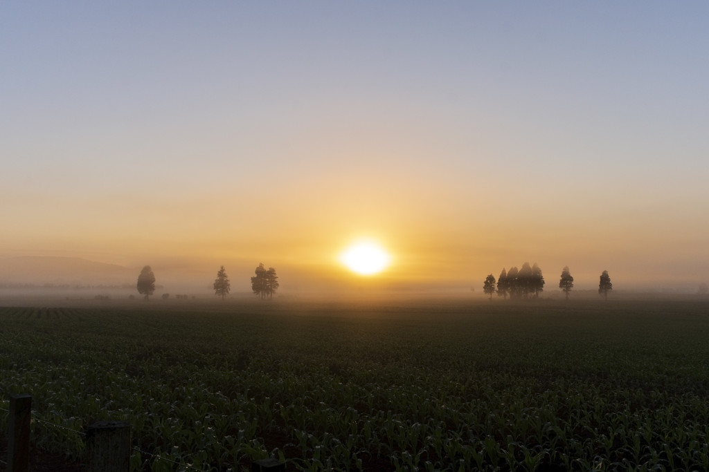 Misty Sunrise by nickspicsnz