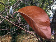 22nd Nov 2019 - Old, dead leaf alongside new green bud????? Surely it isnt Spring already....