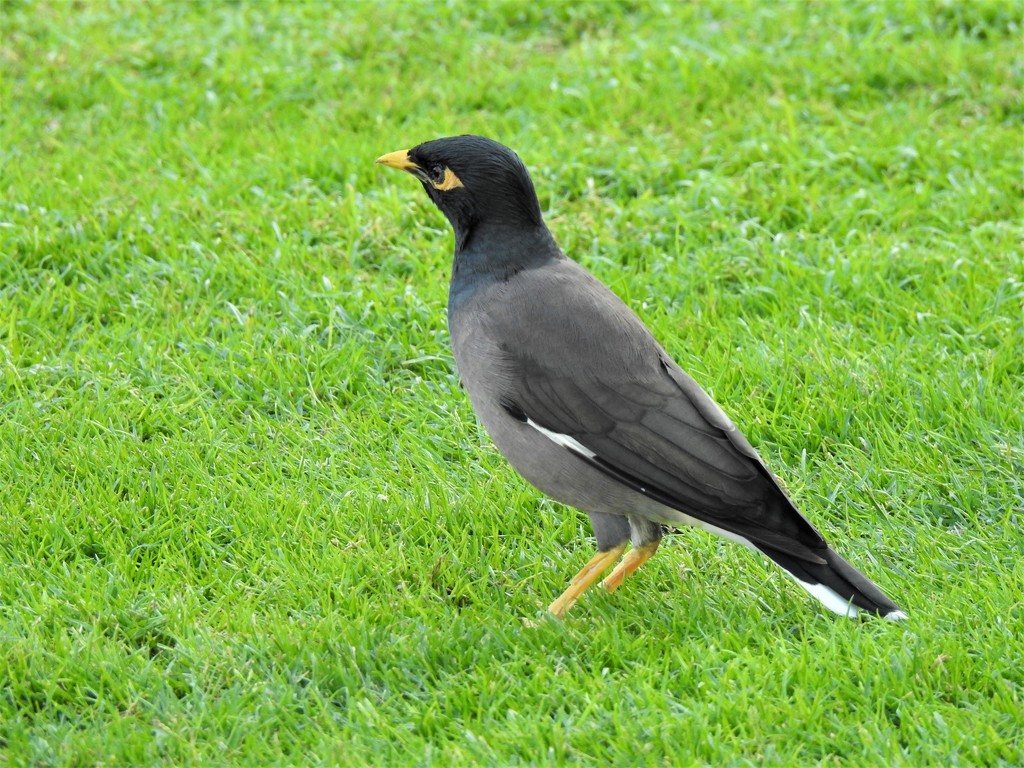  Common or Indian Myna  by susiemc