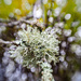 frogspawn lichen by pistache