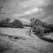 IR Landscape by pcoulson