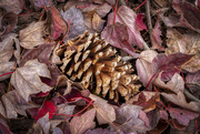 22nd Nov 2019 - Pine Cone & Maple Leaves