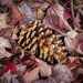 Pine Cone & Maple Leaves by kvphoto