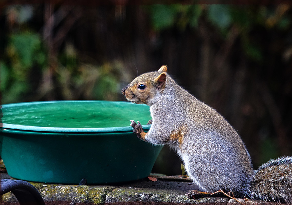 Bird Bath Turned Squirrel Fountain by gardencat