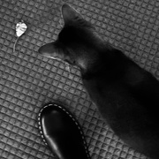 22nd Nov 2019 - Doc Martens, cat and mouse