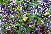 15th Nov 2019 - Plenty of yellow rose blooms