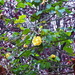 Plenty of yellow rose blooms by speedwell