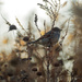 house sparrow in fall wildflowers by rminer
