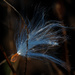 milkweed seed by rminer
