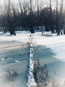 22nd Nov 2019 - winter pond 2