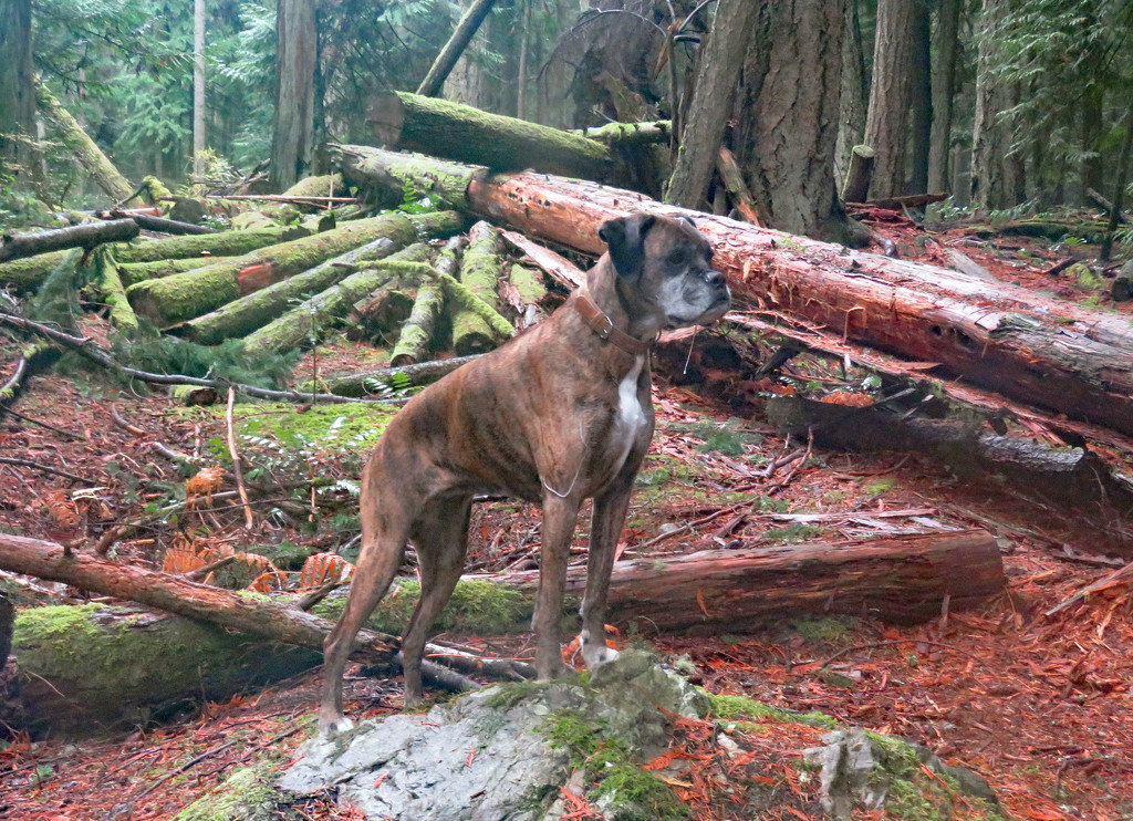Lily, the goober covered, squirrel hunting boxer! by kathyo