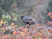 14th Nov 2019 - Crow picking the last of the berries