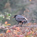 Crow picking the last of the berries by kathyo
