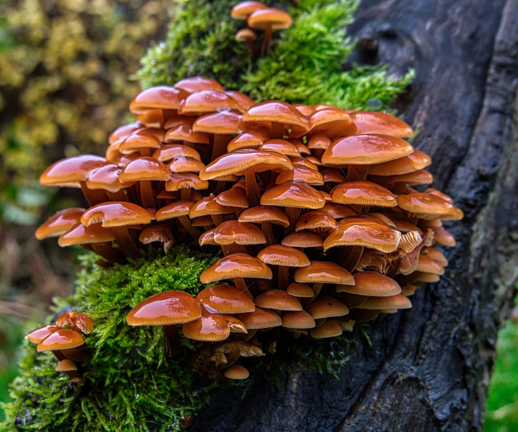 Fungi  by tonygig