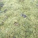 Frosty moss by hannahbeth