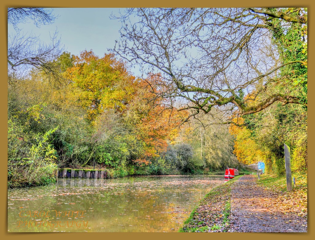 Autumn On The Canal by carolmw