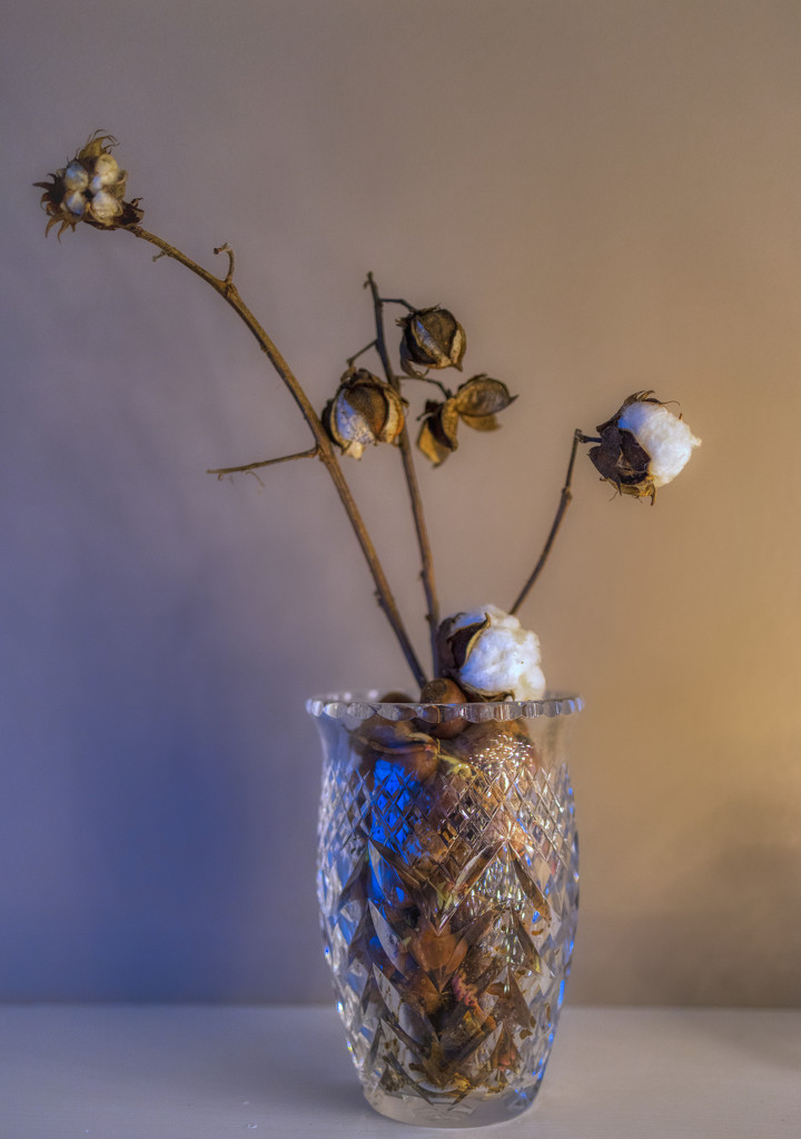 Cotton Bolls by kvphoto