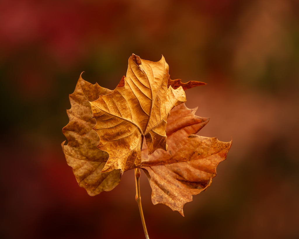 brown leaf by jernst1779