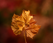 23rd Nov 2019 - brown leaf