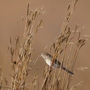 23rd Nov 2019 - Field Sparrow