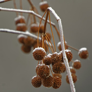 23rd Nov 2019 - Frosted berries
