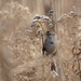 american tree sparrow by rminer