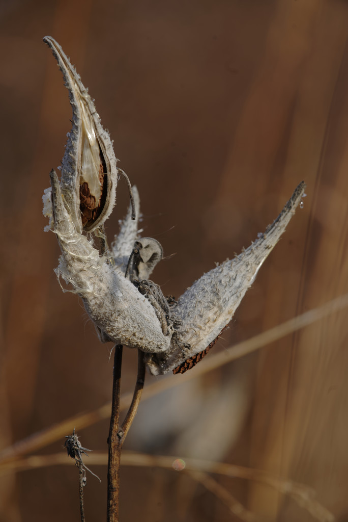 milkweed pods with seeds by rminer