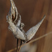 milkweed pods with seeds by rminer