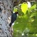 Acorn Woodpecker With A Prize... by soylentgreenpics
