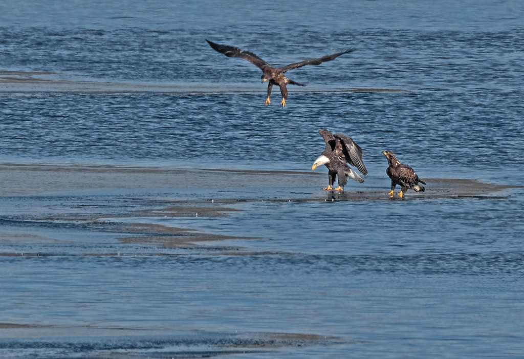 Young Eagles by tosee